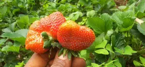 San Andreas Strawberries Splits For Planting