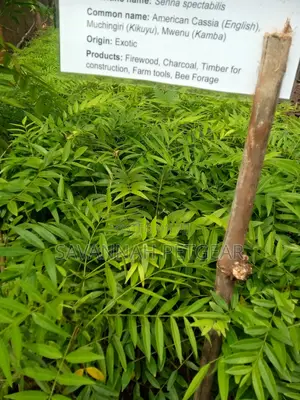 Senna Spectabilis (Golden Cassia) Tree Seedlings - Moq 10pcs