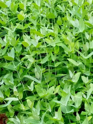 Eucalyptus Globulus (Southern Blue Gum/Blue Gum) Seedlings