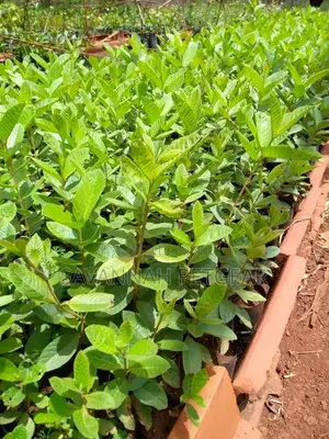 Guava Seedlings (A Premium Variety) - Moq 10 Seedlings