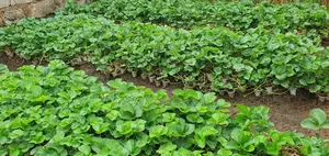 San Andreas Strawberries Splits For Planting