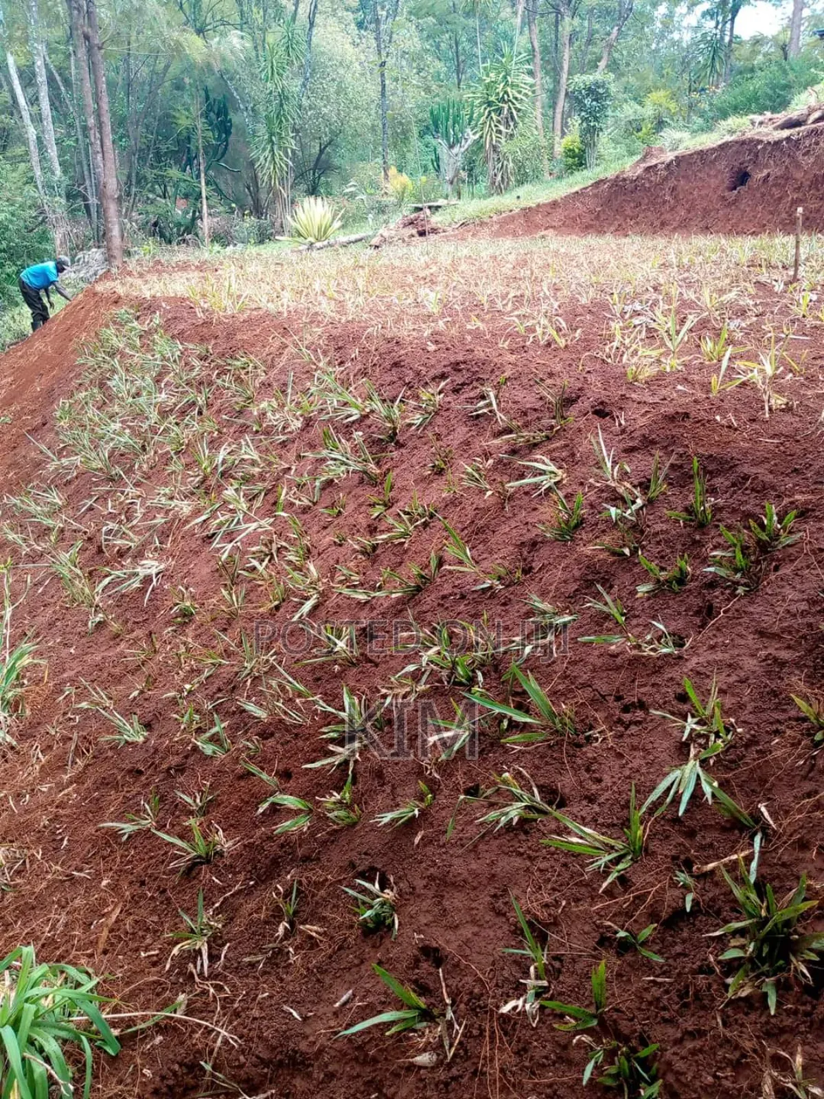 Pemba Grass