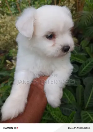 1-3 months Female Purebred Havanese
