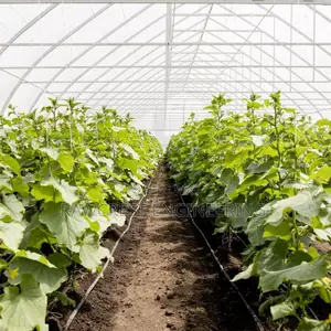 Drip Irrigation And Greenhouse Construction