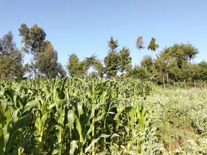 50x 100 Plot
