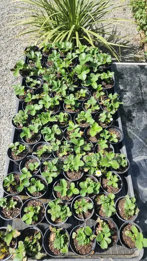Red Strawberry Plants Potted Runners And Splits For Fruit