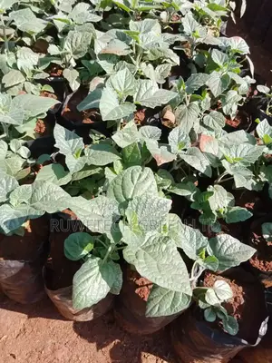 Gooseberry Seedlings Hybrid