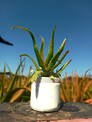 Aloe Vera for Skin Care