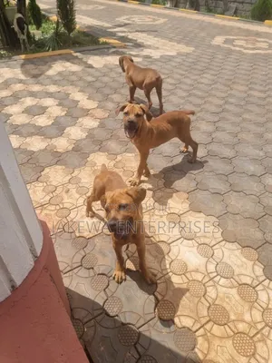 3-6 months Male Purebred Boerboel