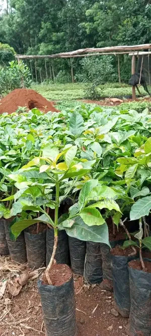 Grafted Ruiru 11 Coffee Seedlings
