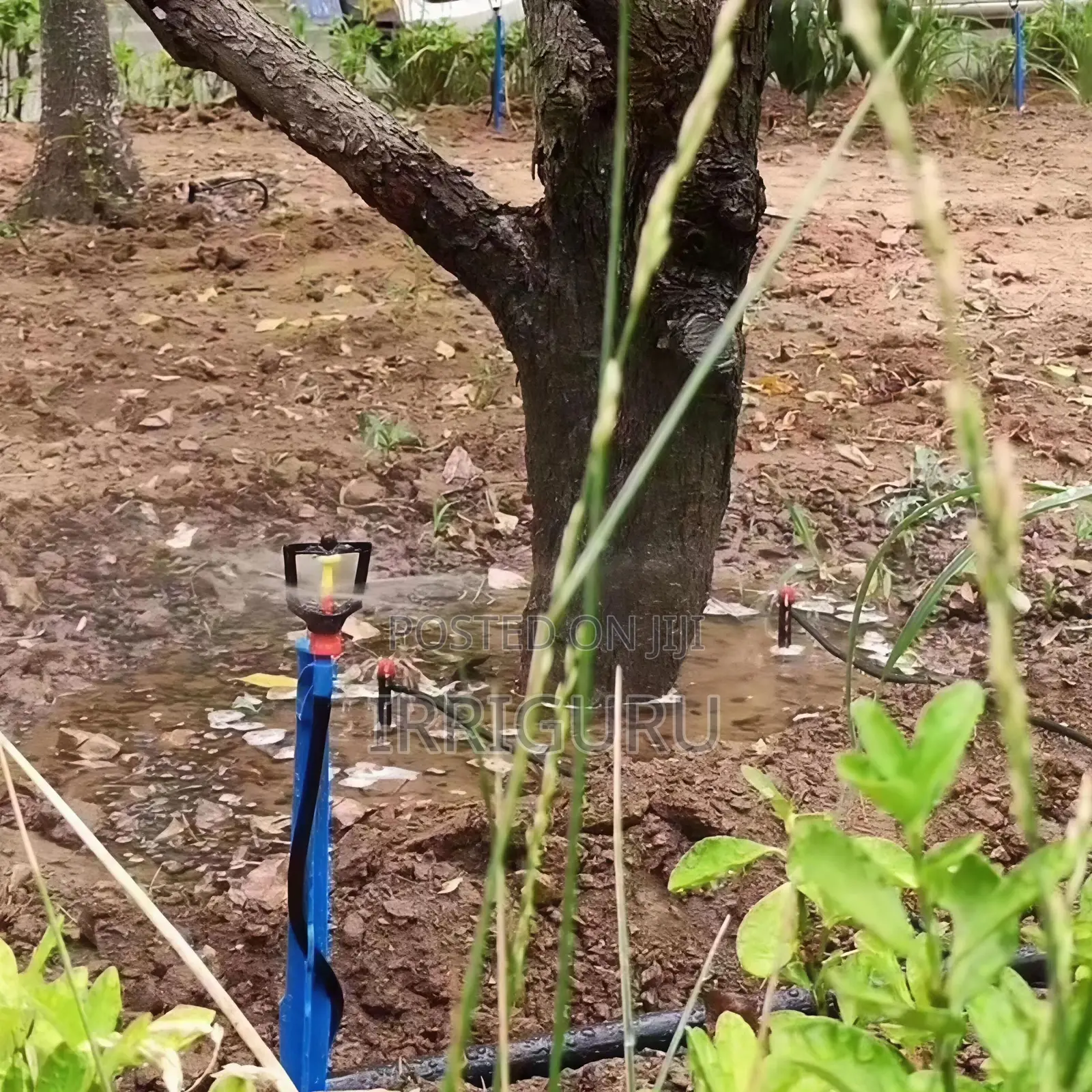 Ground-Inserted Rod Micro-Sprinkler .