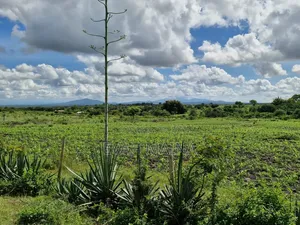 50 *100fts Plot in Matuu