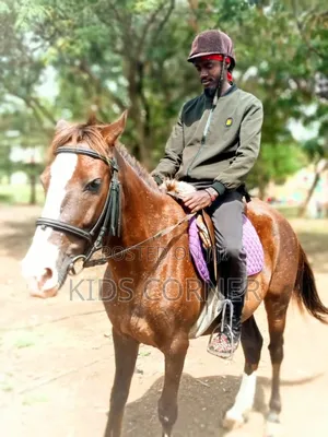 Horse Hire