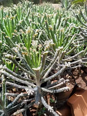 Chandelier Plant, Devil’S Backbone, Mother-in-Law-Plant
