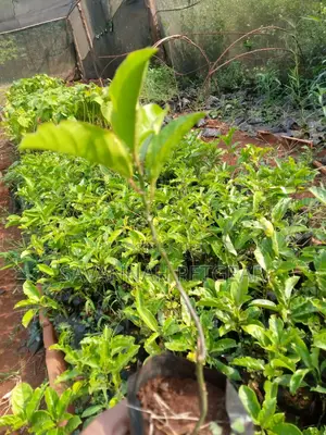 Yellow Passion Fruit Seedlings