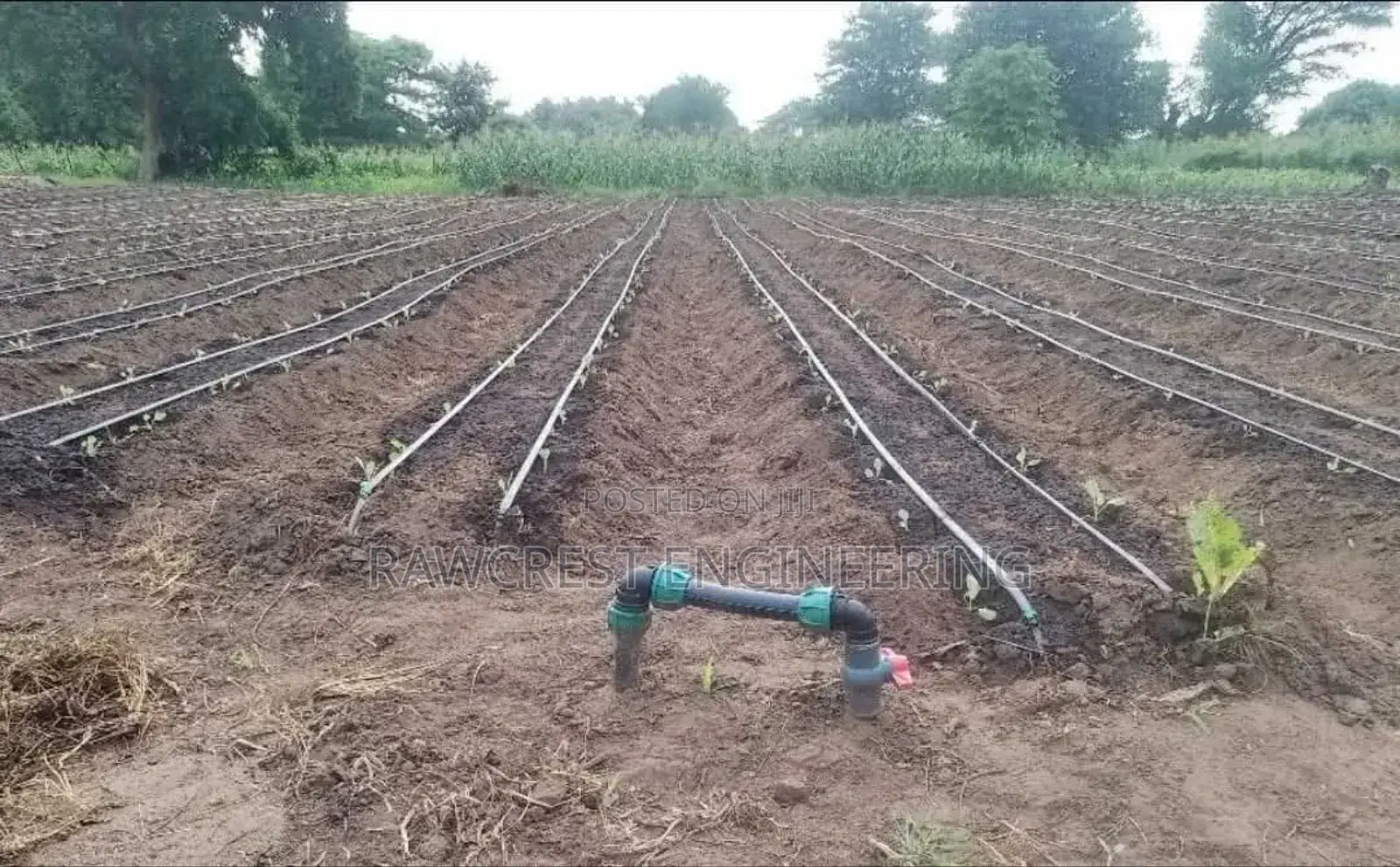 Drip Irrigation