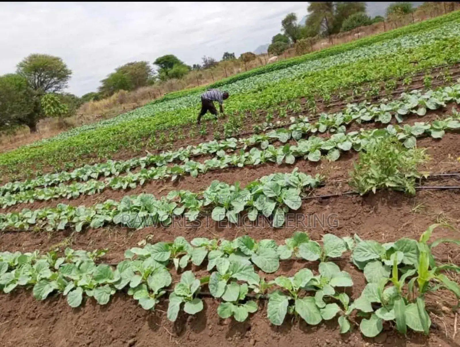Drip Irrigation