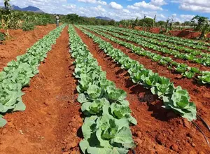 Drip Irrigation