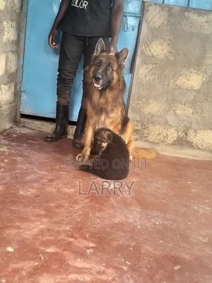 1-3 months Female Purebred German Shepherd