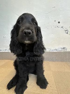 1-3 months Male Purebred Cocker Spaniel