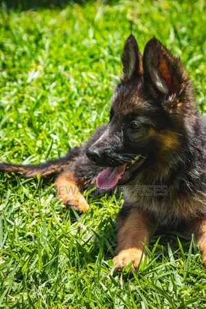 1-3 months Male Purebred German Shepherd