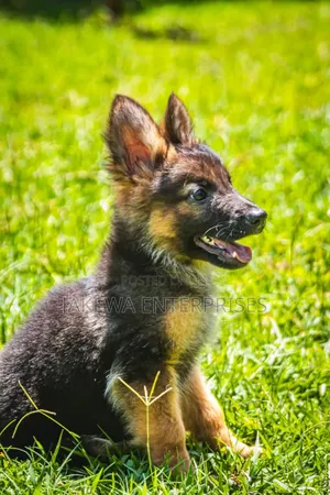1-3 months Female Purebred German Shepherd