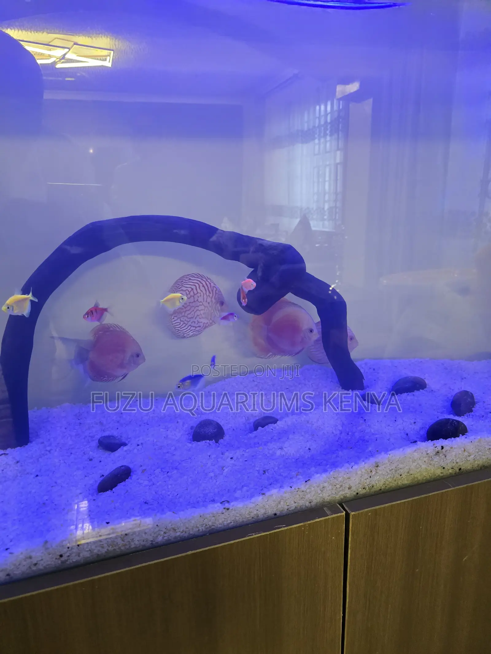 Beautiful Discus Fish – Vibrant Healthy