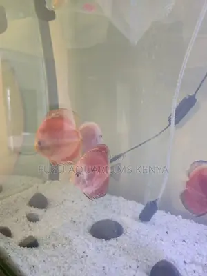 Premium Discus Fish – Aquarium-Ready