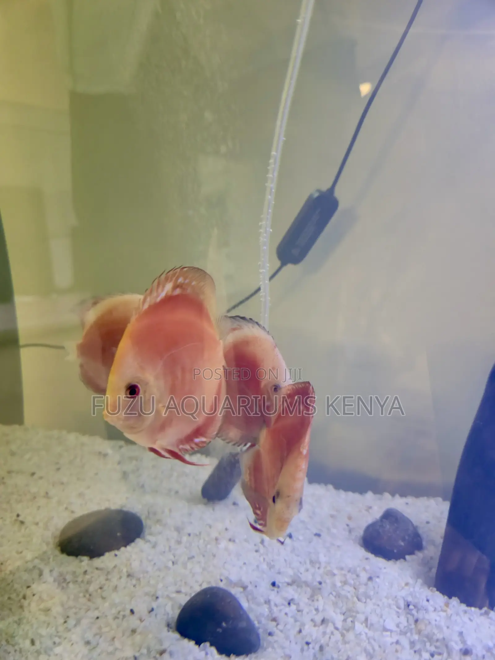Live Discus Fish – Home Delivery Available