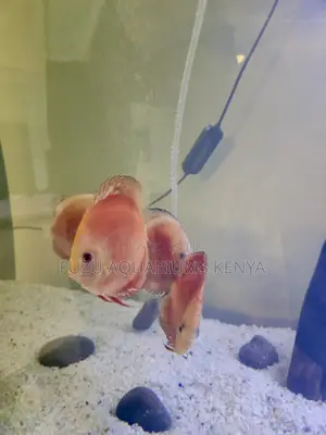 Live Discus Fish – Home Delivery Available