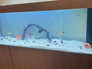 Bright Healthy Discus Fish in Stock