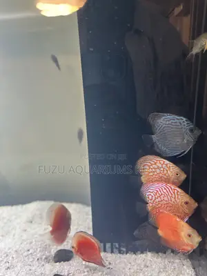 Buy Discus Fish – Perfect for Display Aquariums