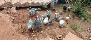 Royal Palm Narragansett Turkeys a Mix of Breed - 6months