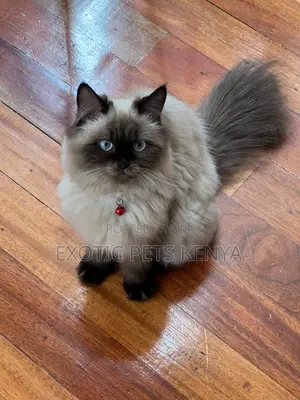 1-3 months Male Purebred Himalayan