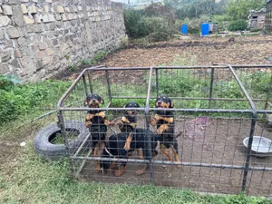 1-3 months Male Purebred Rottweiler