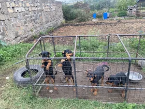 1-3 months Female Purebred Rottweiler
