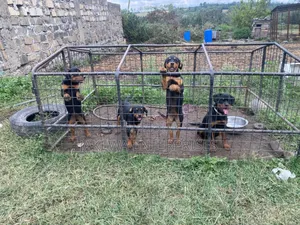 1-3 months Male Purebred Rottweiler