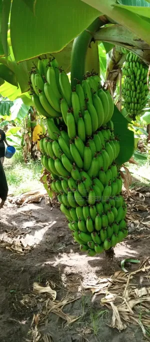 Williams Banana Seedlings (Tissue Culture Generated Seedlings)