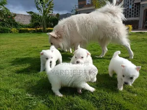 1-3 months Male Purebred Japanese Spitz