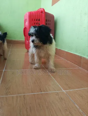 1-3 months Female Purebred Havanese