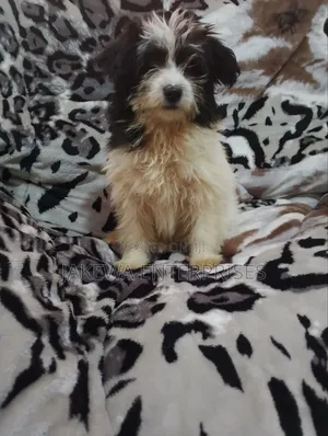1-3 months Female Purebred Havanese
