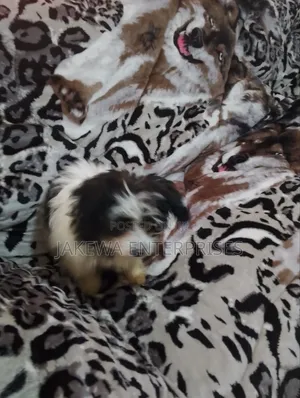 1-3 months Female Purebred Havanese