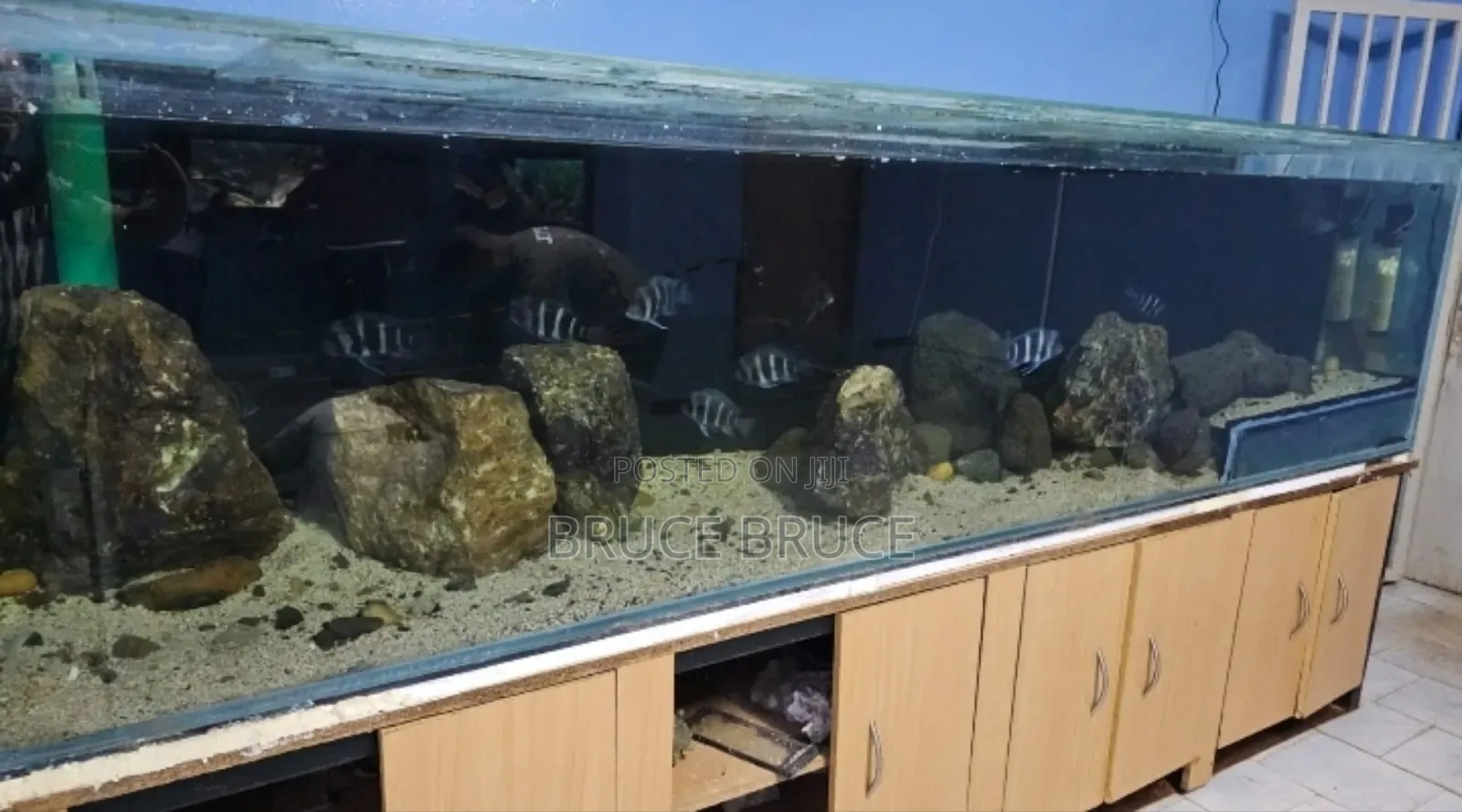 Expert Aquarium Maintenance Service –.
