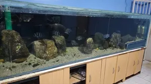 Expert Aquarium Maintenance Service –.