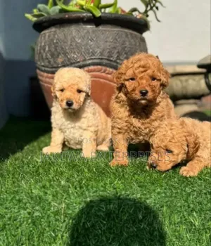 1-3 months Male Purebred Poodle
