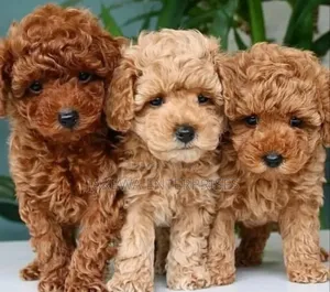 1-3 months Female Purebred Poodle