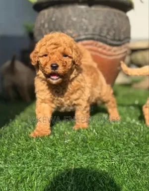 1-3 months Male Purebred Poodle
