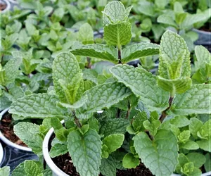 Fresh Organic Chocolate Mint