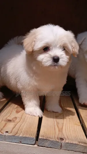 1-3 months Male Purebred Havanese