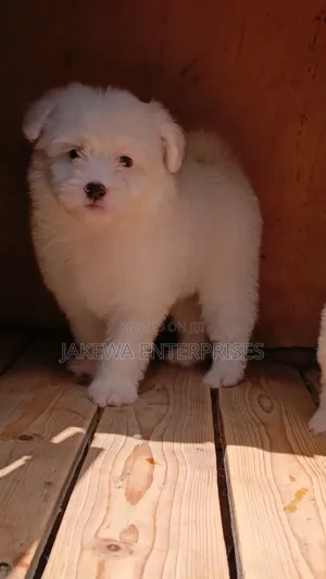 1-3 months Male Purebred Havanese